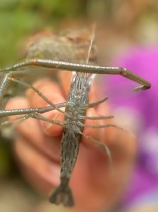 烏來造咖/阿玉溪/加九寮溪溯溪/釣魚/