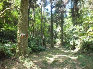 平溪區茶販古道+東勢格越嶺古道+咸豐嶺古道O型