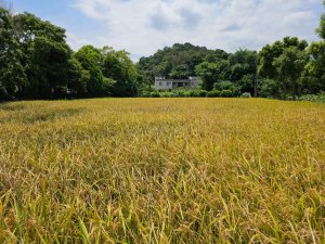 南埔村觀音步道+挑水壢古道 - 2024森遊竹縣皮皮獅Hike客任務
