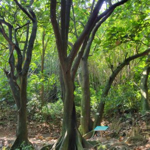 高峰植物園