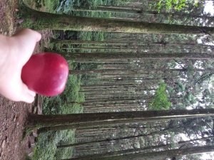 桃園_東眼山自助遊