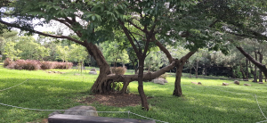 桃園大湳森林園區｜霄裡好風光，運動樂悠遊的一天