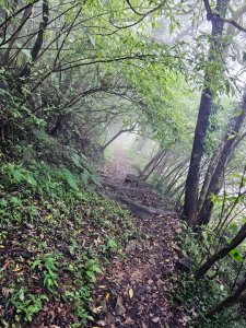 2025臺北大縱走第二段：二子坪至小油坑