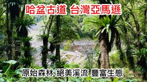《SBT探勘》哈盆古道 原始森林 絕美溪流 豐富生態 被譽為台灣亞馬遜 夢幻路線