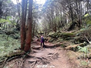 【高雄桃源】朝聖壯闊山景之南橫三星。 編號72百岳~塔關山登山步道