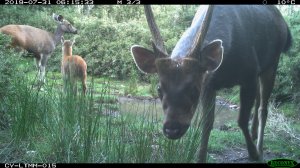 【動物】紅外線自動相機長期監測 野生動物逗趣照片大公開
