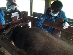 【動物】守護擎天崗野化水牛健康及族群監測 本處邀集專家學者展開跨域合作