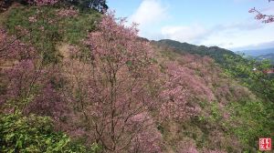 【新北市】三峽竹崙路賞櫻去