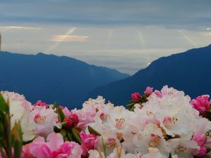 賞心悅目～賞高山玉山杜鵑