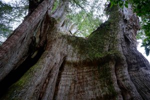 【輕忽】【大安溪神木】