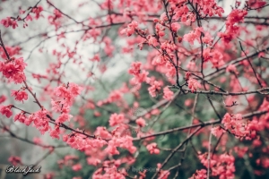 勝興車站的櫻花
