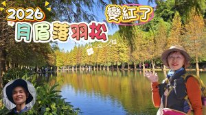 2026年月眉落羽松變紅了，季節限定，要去要快，免入園費免停車費，搭公車也很方便。順遊中庄吊橋、山豬湖生態園區、大溪老街。