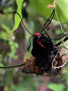 蝶兒羽化清水岩環走橫山18彎步道