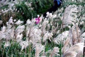 【金瓜石】漫山芒花怒放浪漫，礦山藍海奇景夢幻！