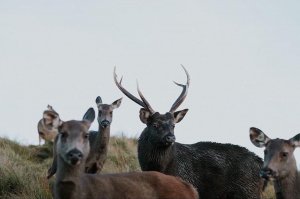 【動物】高山常見的褐色動物， 到底是水鹿、山羌 還是山羊？