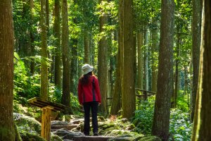 馬武督探索森林