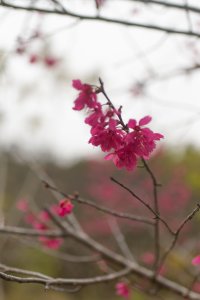 台中龍井巧遇櫻花 竹坑南寮步道半日遊