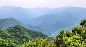 杉木，陡坡，無懈可擊的展望，令人難忘之烏桶縱走