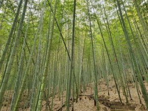 嘉南雲峰、石壁山登山步道（小百岳）