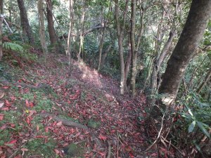 汐平古道-石底古道舊路-磐石嶺步道8字走