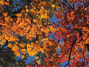 鳶嘴稍來山之楓紅／雲海
