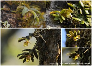 松蘭三姊妹 ｜2026 D0313 台灣松蘭  、紅檜松蘭  、紅斑松蘭