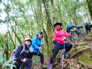 【南投】忘憂森林→金柑樹山→嶺頭山 O型縱走