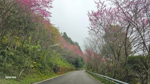 【光天高山】【向天湖山】O型環繞、夢幻杉林、巨岩、綠披風步道，輕鬆環湖、美食之旅