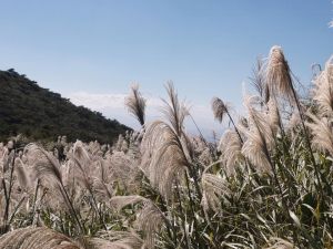 陽明山秋芒：風櫃嘴—頂山—石梯嶺—擎天崗