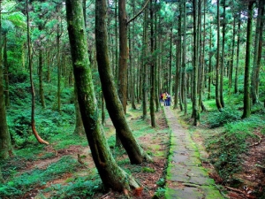 【路線】森林步道2
