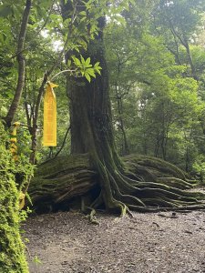 雪見北坑山大板根 (遇探勘隊神人加碼測試繞過北坑山回司馬限林道新路線)