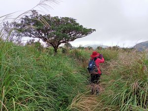 千山萬壑的擎天崗→磺嘴山生態保護區→避難山屋→磺嘴山 H912m→翠翠谷→磺嘴山生態保護區→榮潤古道→內雙溪古道→擎天崗環形步道