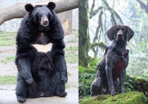 協助臺灣黑熊研究的排遺偵測犬