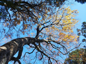 [新竹尖石][四]內鳥嘴山西南峰(拉庫山東南峰)、內鳥嘴山(尖石鳥嘴山)、鳥嘴下山(煤源山)