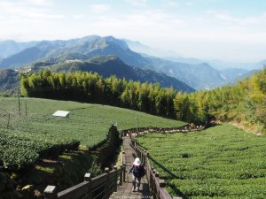 《嘉義》五星步道｜頂石棹步道群（霞茶雲）