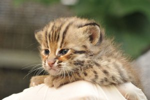 【台灣原生生物百科】 淺山森林的斑斕守護者：石虎