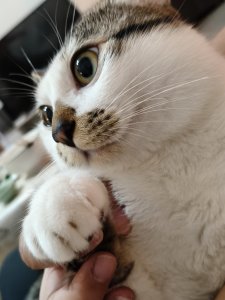 李彗菱