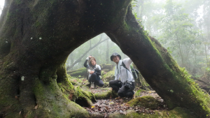 阿里山頂湖三連峰:天福山、芙蓉山、凸龜山
