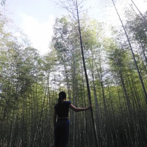111.11.25南投／鹿谷 茶園與竹林美麗最美的相遇（小半天七連峰）