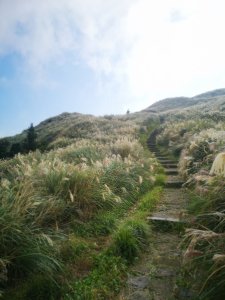 七星山 秋芒盛開 上山腳痠 下山腳抖 還有可愛小柴陪你