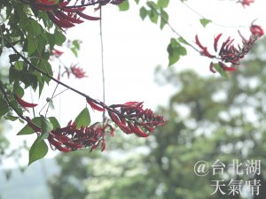 [台北] 汐止-大尖山｜天秀宮進茄苳古道出