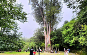 大雪山森林遊樂區，雪山神木，小雪山天池，埡口觀景台