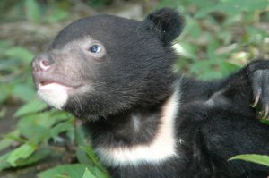 【新聞】玉山國家公園管理處 發現黑熊出沒