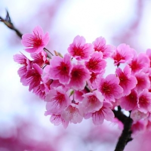 【台北市】平菁街 42 巷