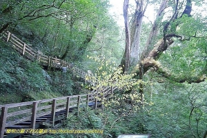 【新聞】拉拉山巨木區巨木步道將於106年1月1日開放至5號巨木!