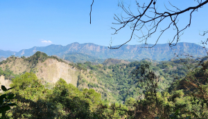 霧峰奧山，青桐林生態園區，北坑溪步道，樟樹林步道