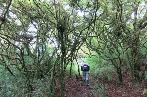 【苗栗】大坪林道登杜鵑嶺上加里山O形走