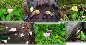 【戶外百科】請尊重動、植物的生活場域，果皮垃圾請帶下山！