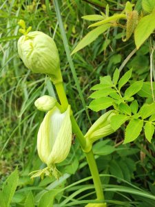 大屯山主峰步道-踢不爛大地遊戲