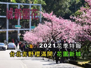[台北櫻花] 花園新城吉野櫻花況滿開 + 手機攝影教學